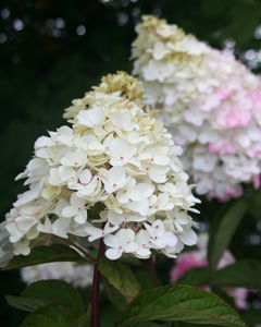 Obraz Hydrangea